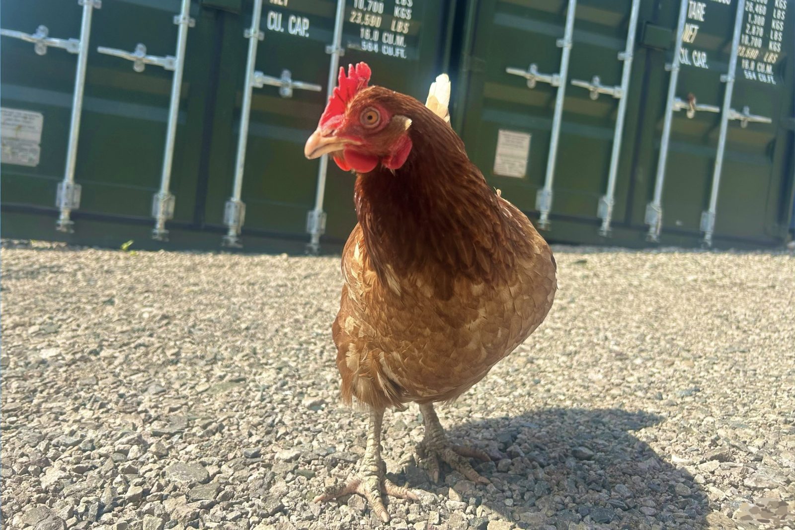 a hen infront of shipping containers with a humorous  feel